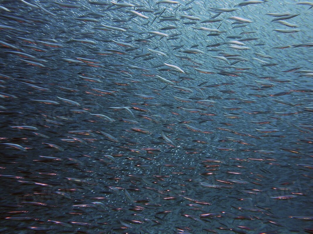 Free swarm of fishes image